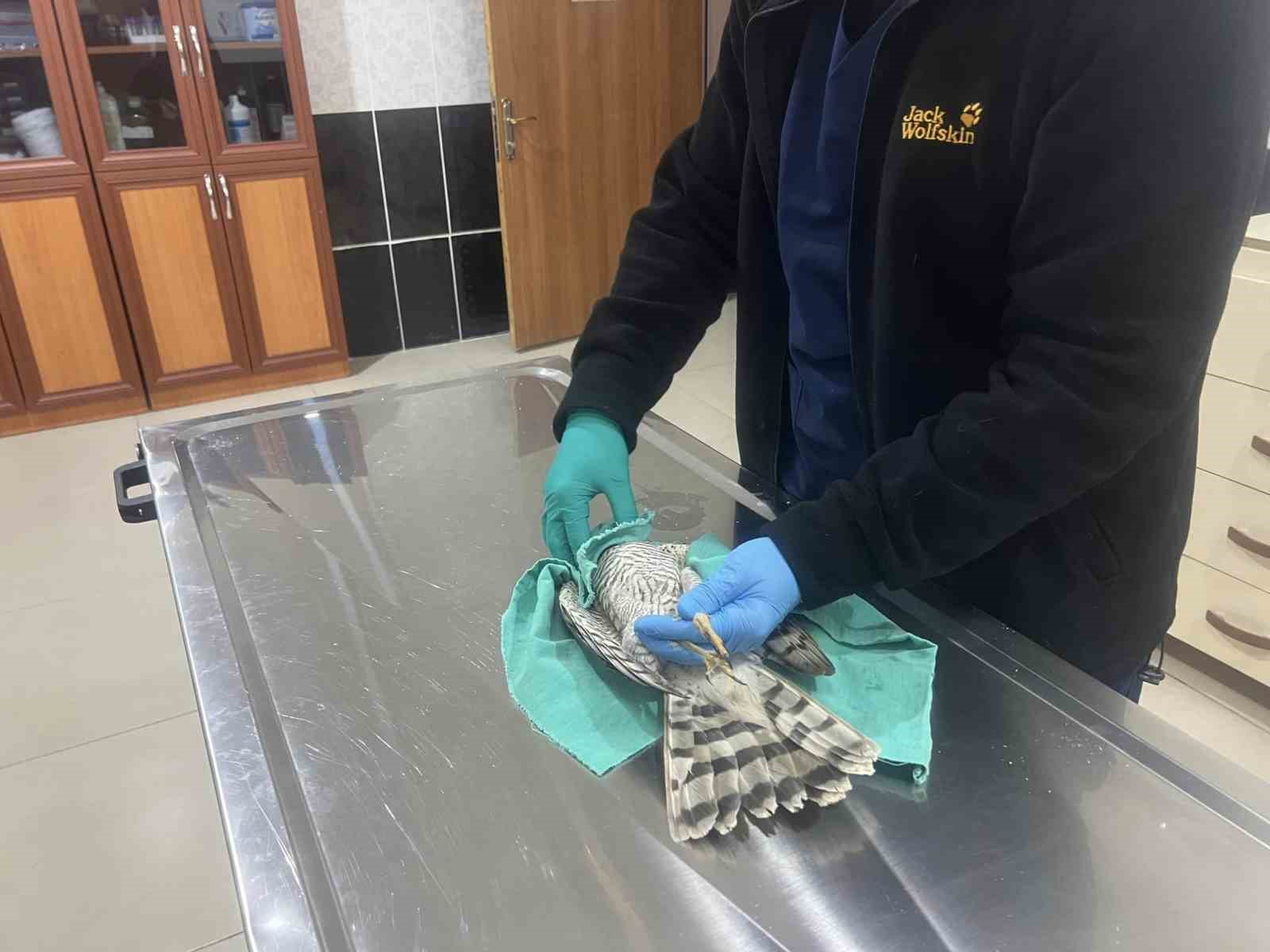 Kars’ta güçten düşen atmaca tedavi altına alındı