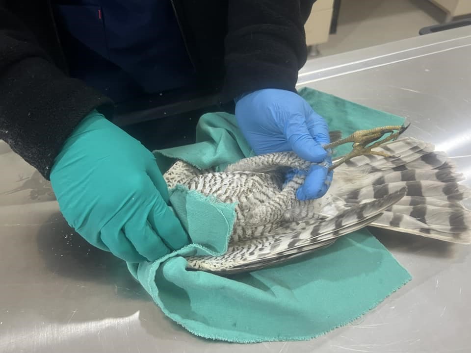 Kars’ta güçten düşen atmaca tedavi altına alındı