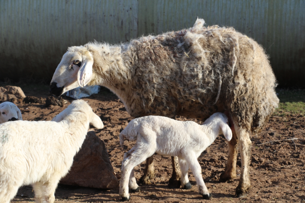 Süt kuzularının anneleriyle buluşma anı dron ile görüntülendi
