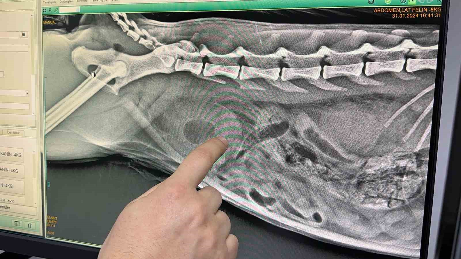 Kedinin idrar kesesinden çıkanlar şaşırttı