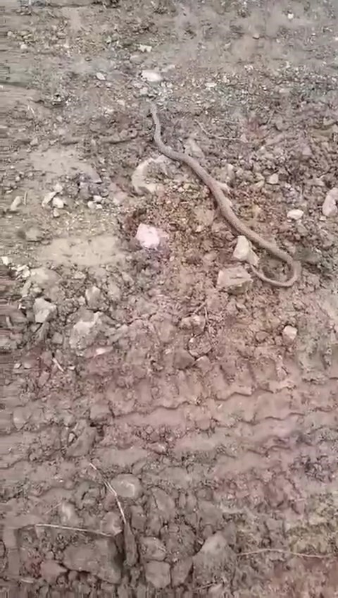 Elazığ’da vatandaşın yılanla diyaloğu gülümsetti