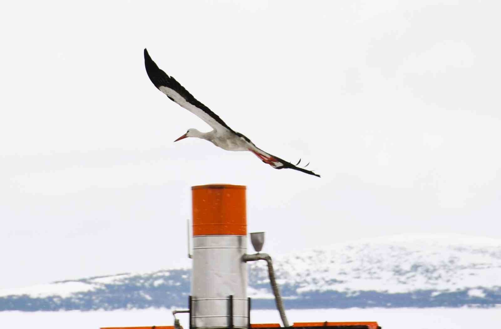 Baharın müjdecisi leylekler erken geldi