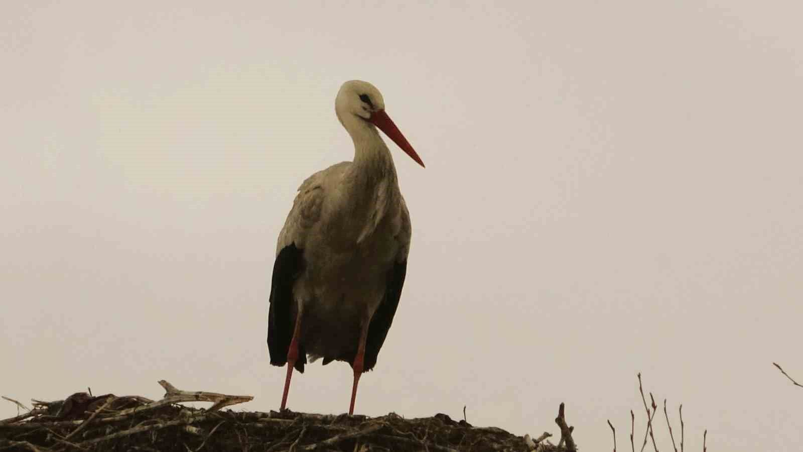 Baharın müjdecisi leylekler erken geldi