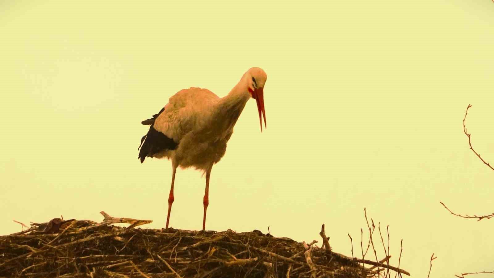 Baharın müjdecisi leylekler erken geldi