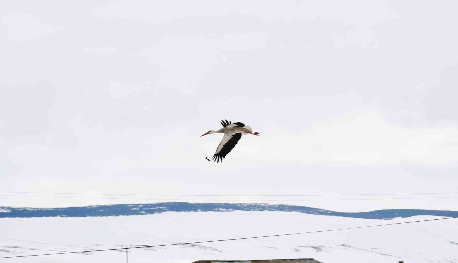 Baharın müjdecisi leylekler erken geldi