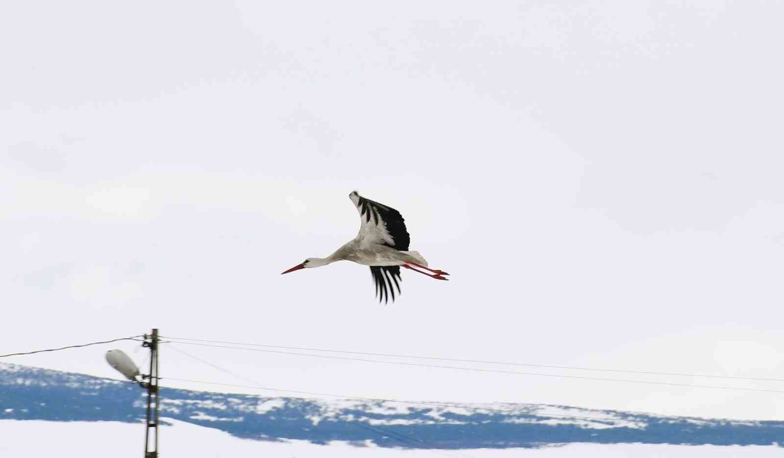 Baharın müjdecisi leylekler erken geldi