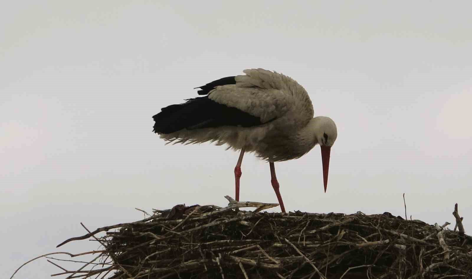 Baharın müjdecisi leylekler erken geldi
