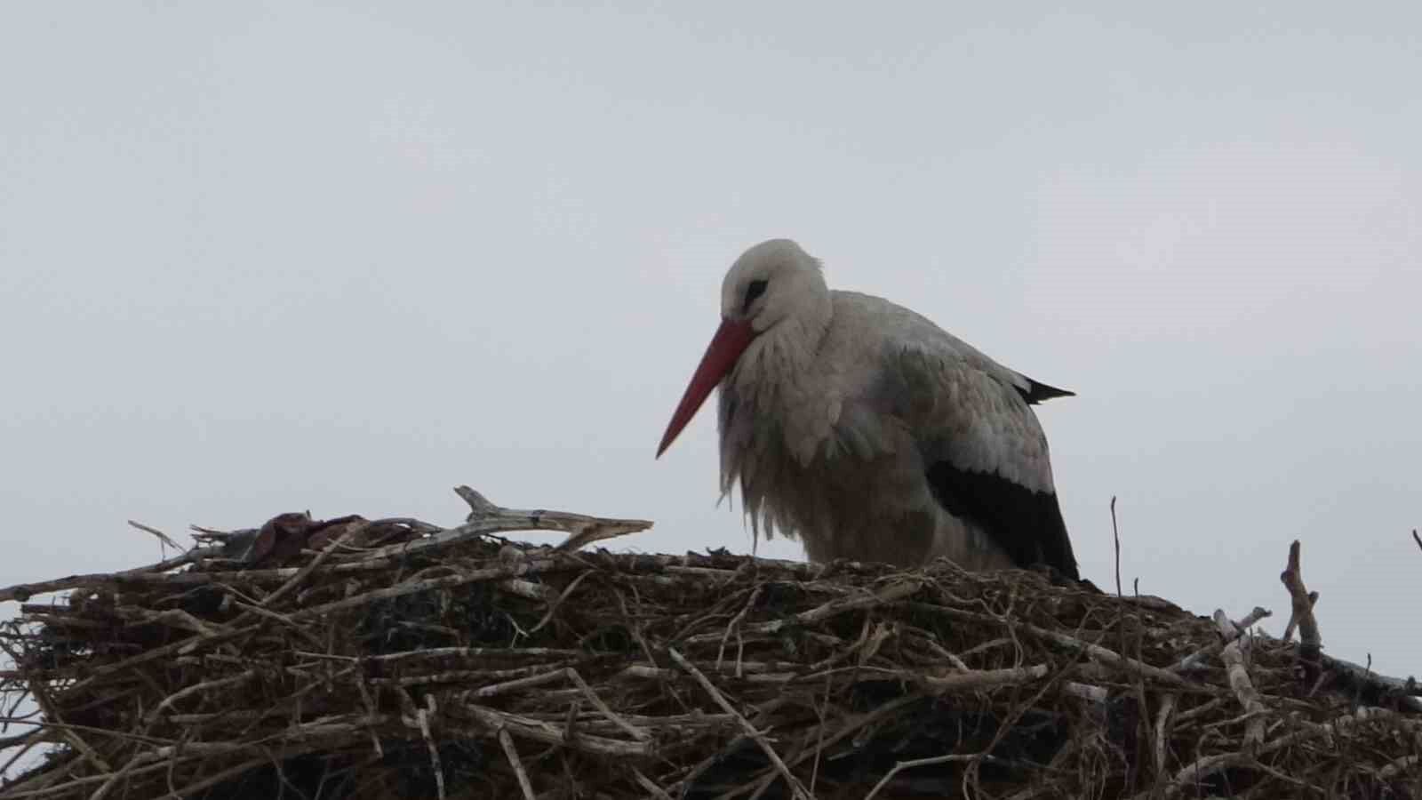 Baharın müjdecisi leylekler erken geldi