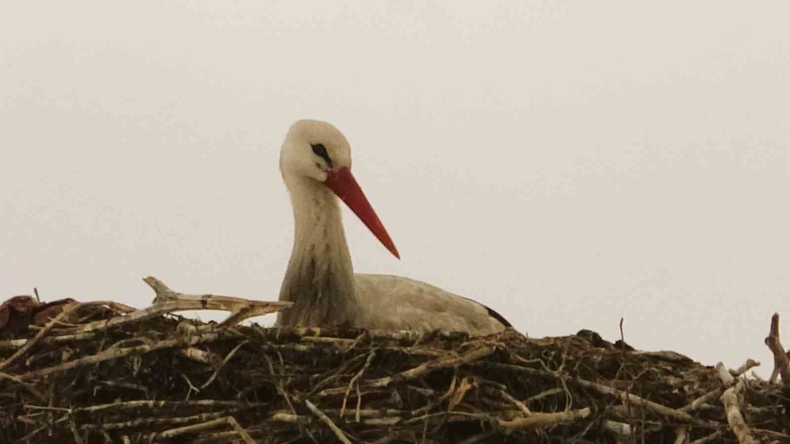 Baharın müjdecisi leylekler erken geldi