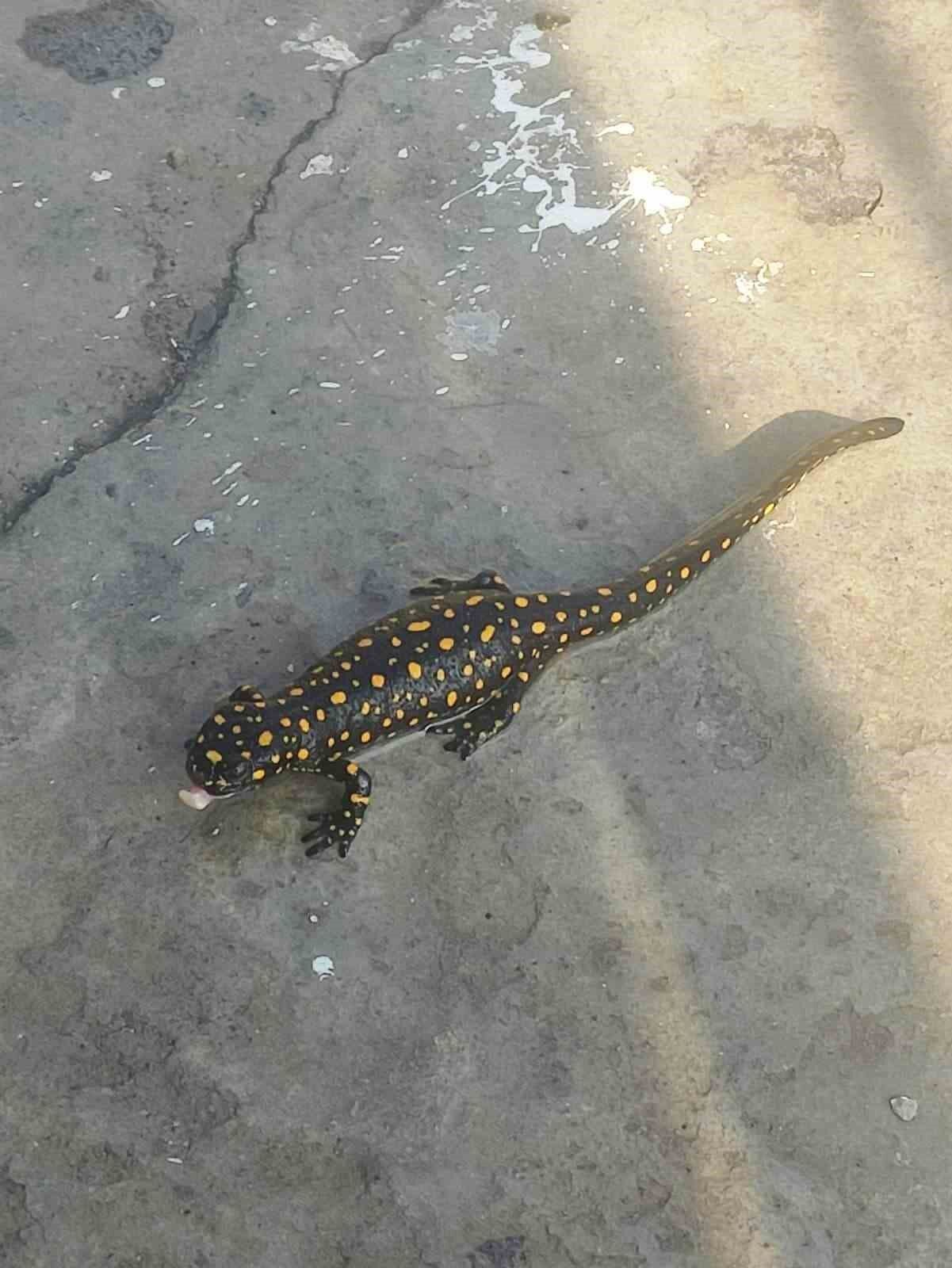 Bitlis’te Anadolu semenderi görüntülendi