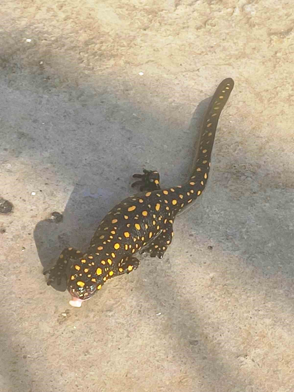 Bitlis’te Anadolu semenderi görüntülendi