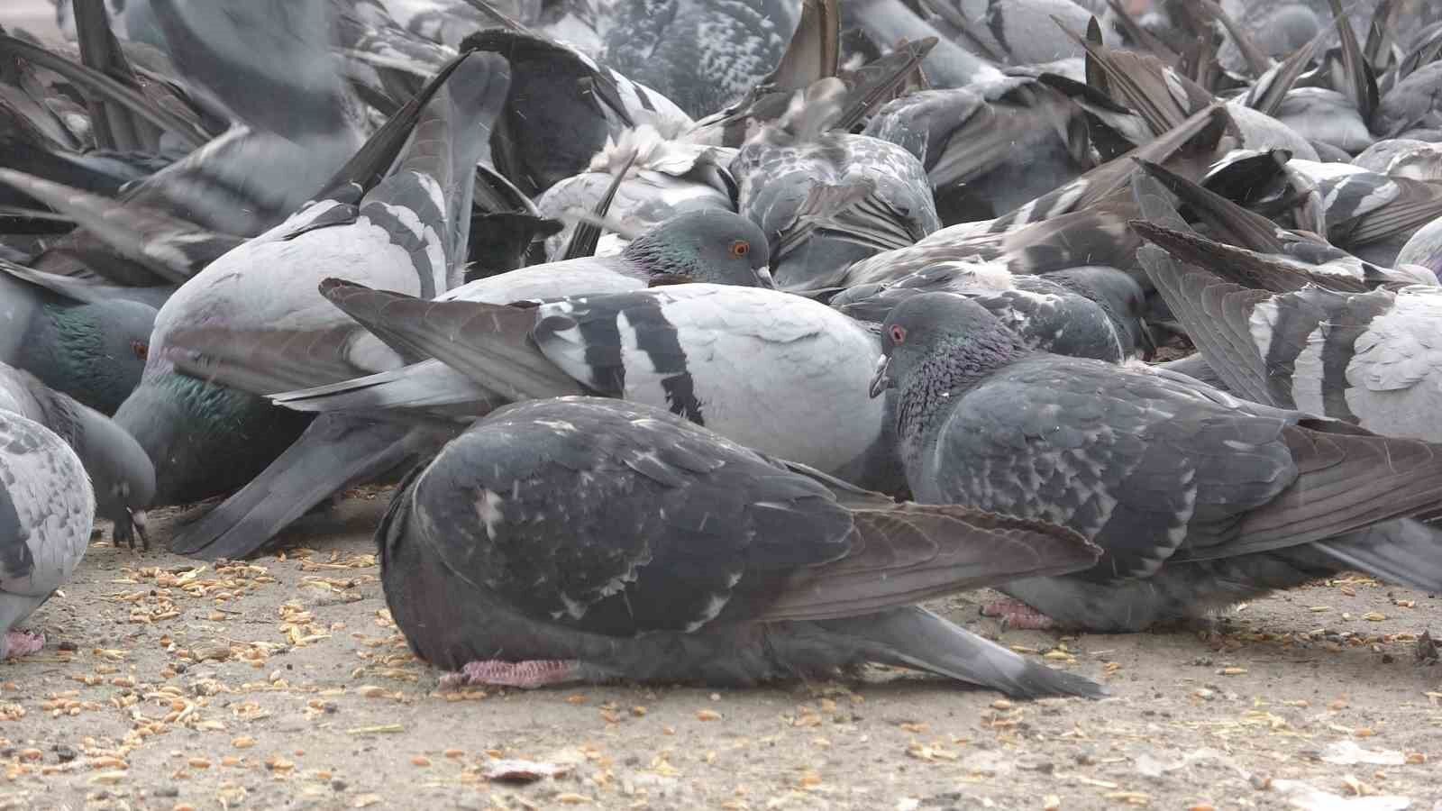 Aç kalan güvercinleri esnaf besliyor