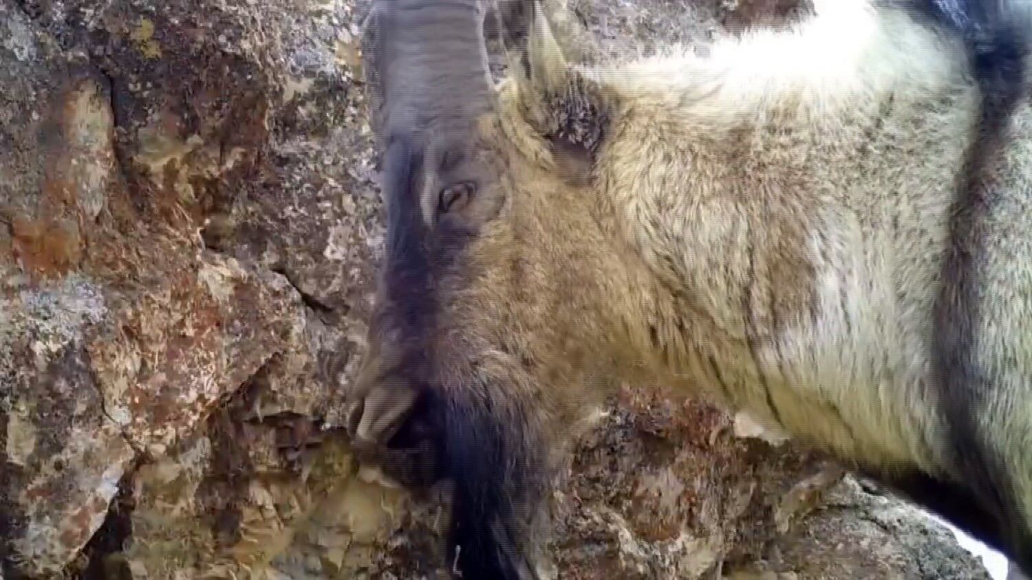 Van’da yaban keçileri fotokapana yansıdı