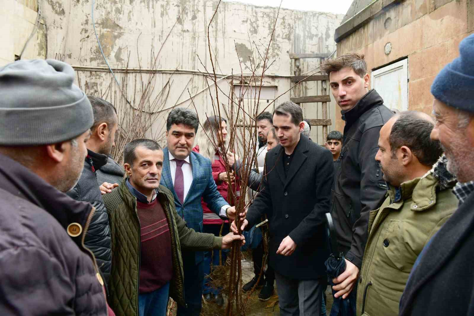Çataklı çiftçilere ücretsiz kiraz ve vişne fidanı dağıtıldı