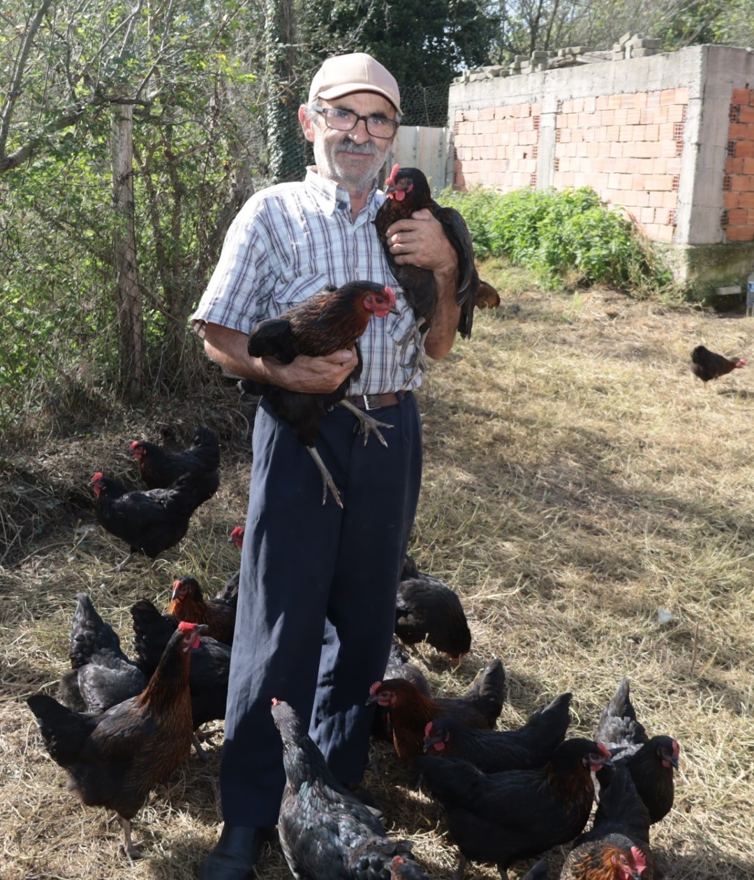 Kırsal kalkınmaya tavuk desteği