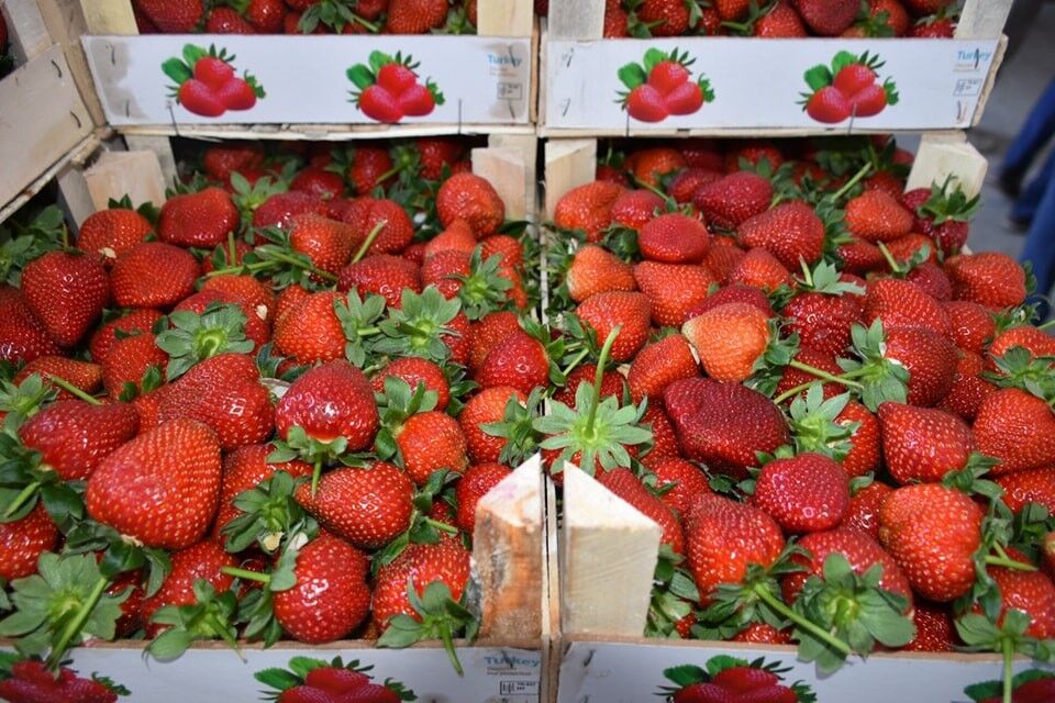 Aydın’da 12,5 bin ton taze çilek yurtdışına ihraç ediliyor