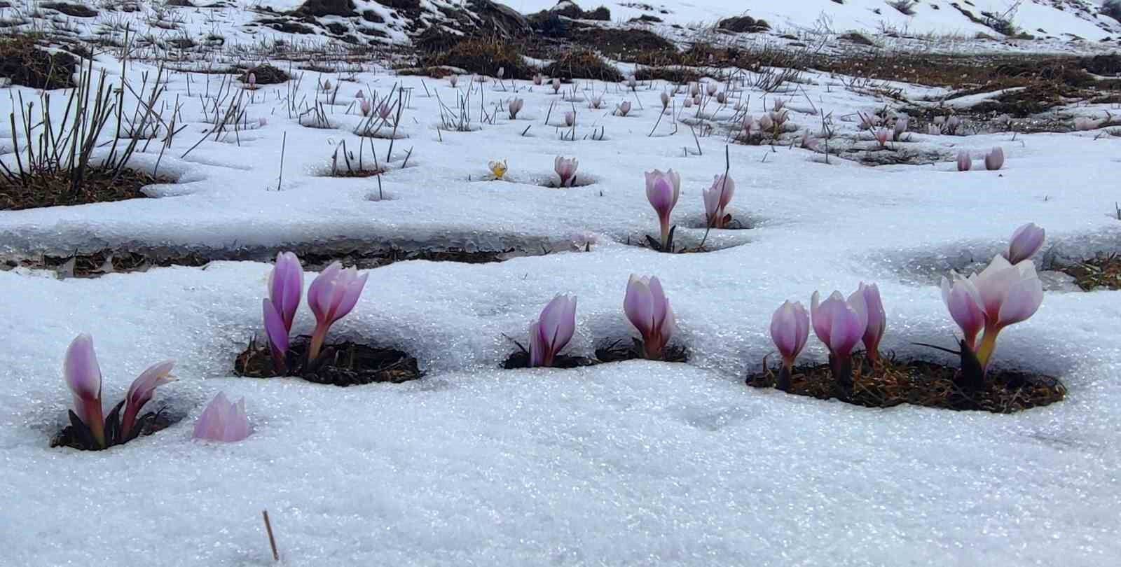 Karlar altındaki çiğdem çiçeklerinden kartpostallık görüntüler