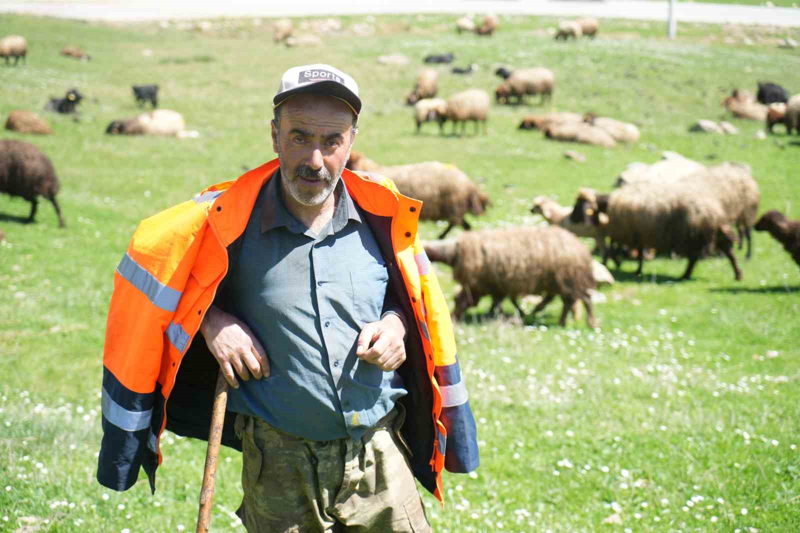 Muş’ta 40 bin TL’ye çoban bulunamıyor