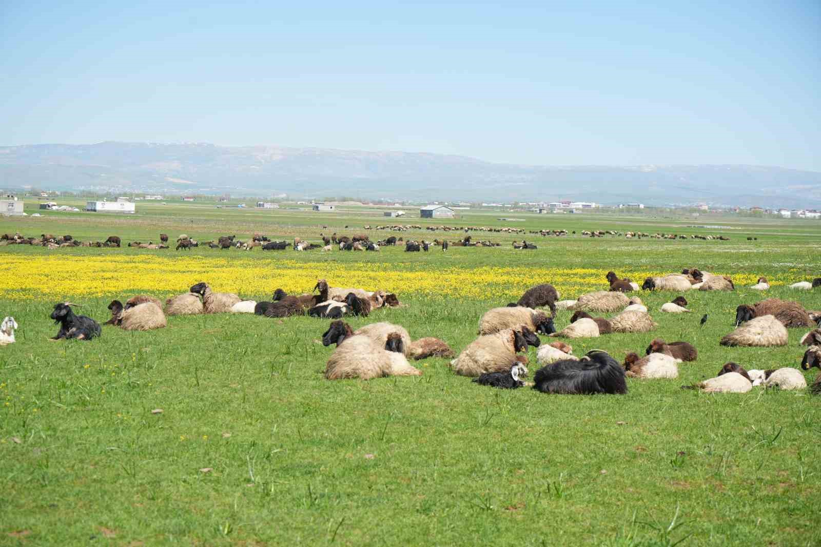 Muş’ta 40 bin TL’ye çoban bulunamıyor