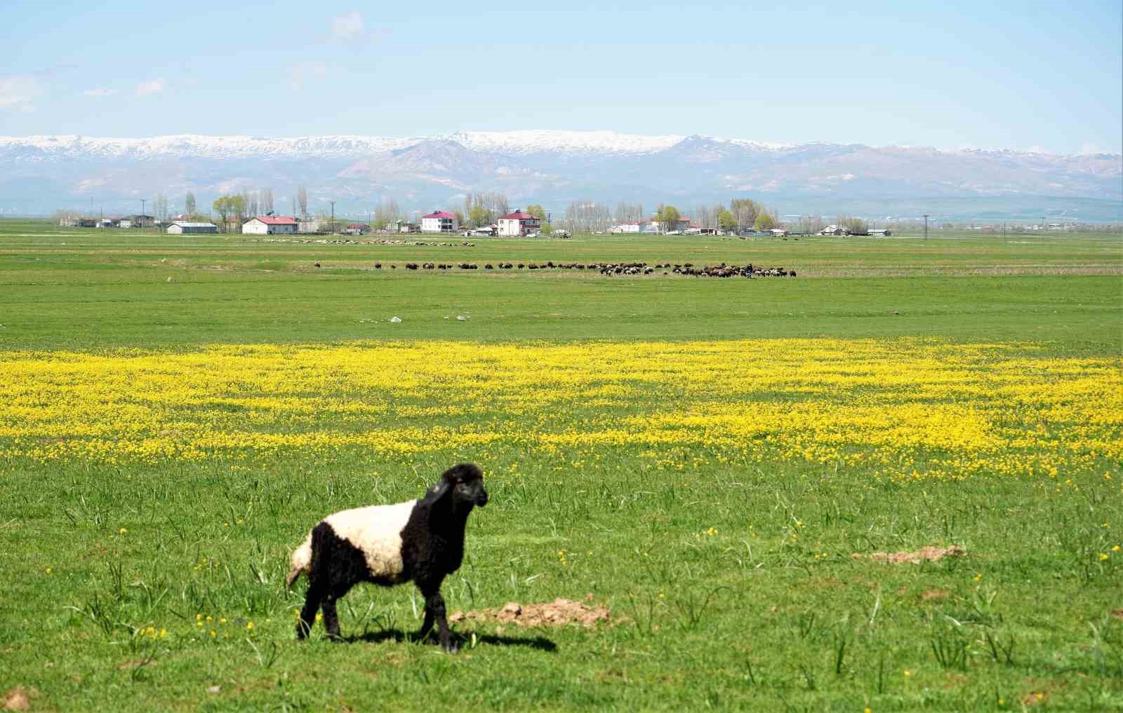 Muş’ta 40 bin TL’ye çoban bulunamıyor