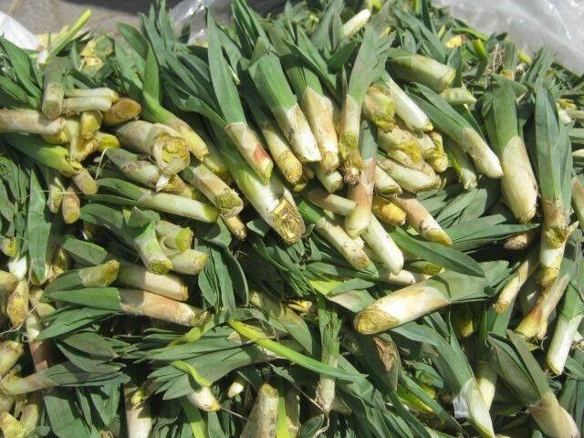 Dağlarda çiriş otu bereketi