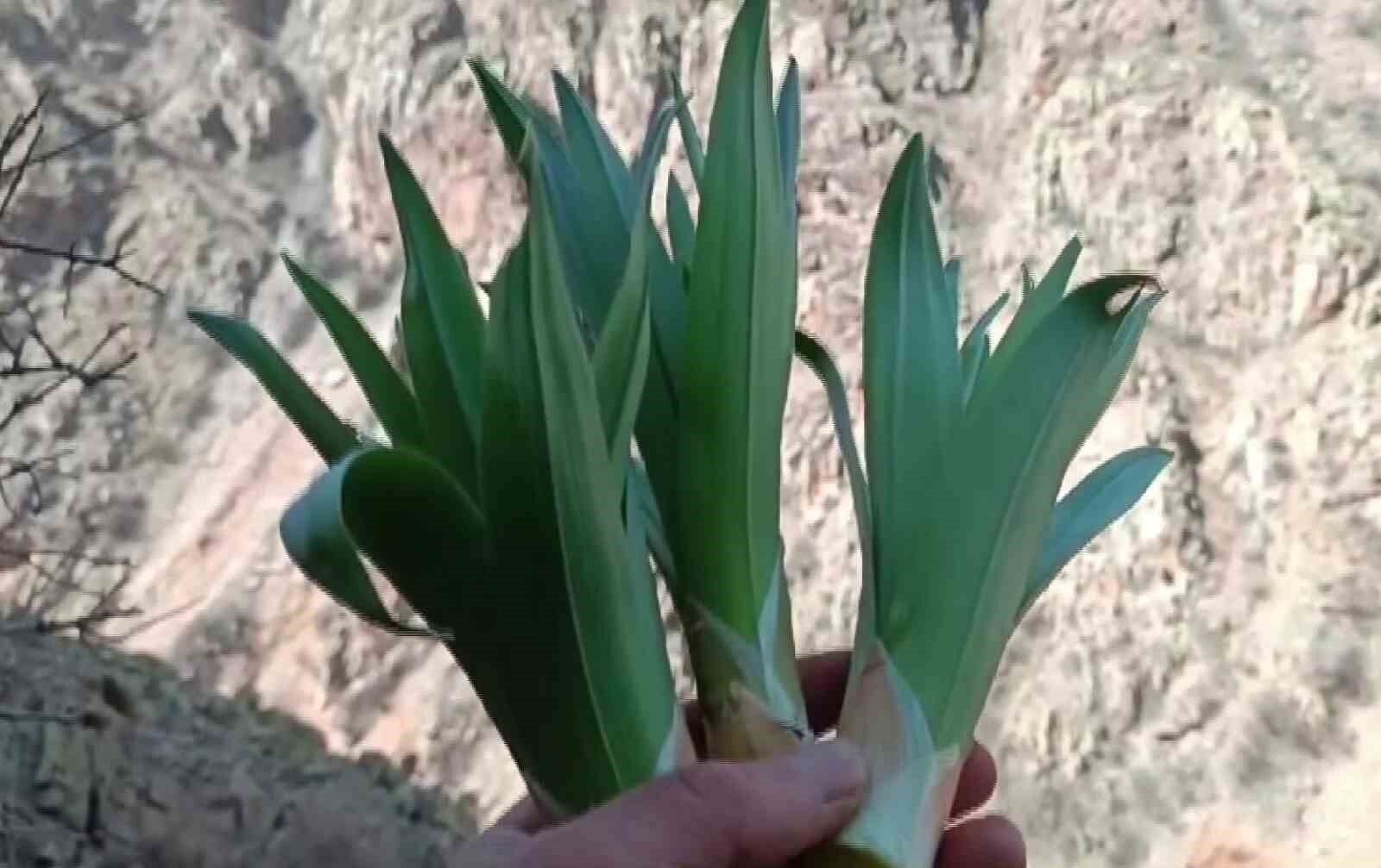 Dağlarda çiriş otu bereketi