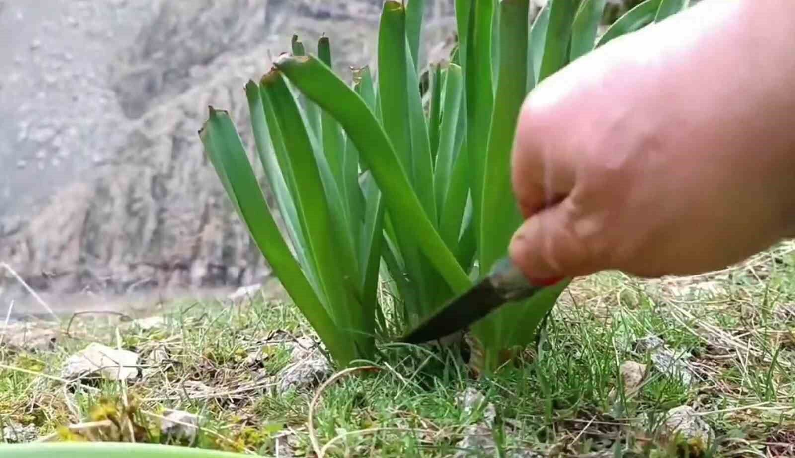 Dağlarda çiriş otu bereketi