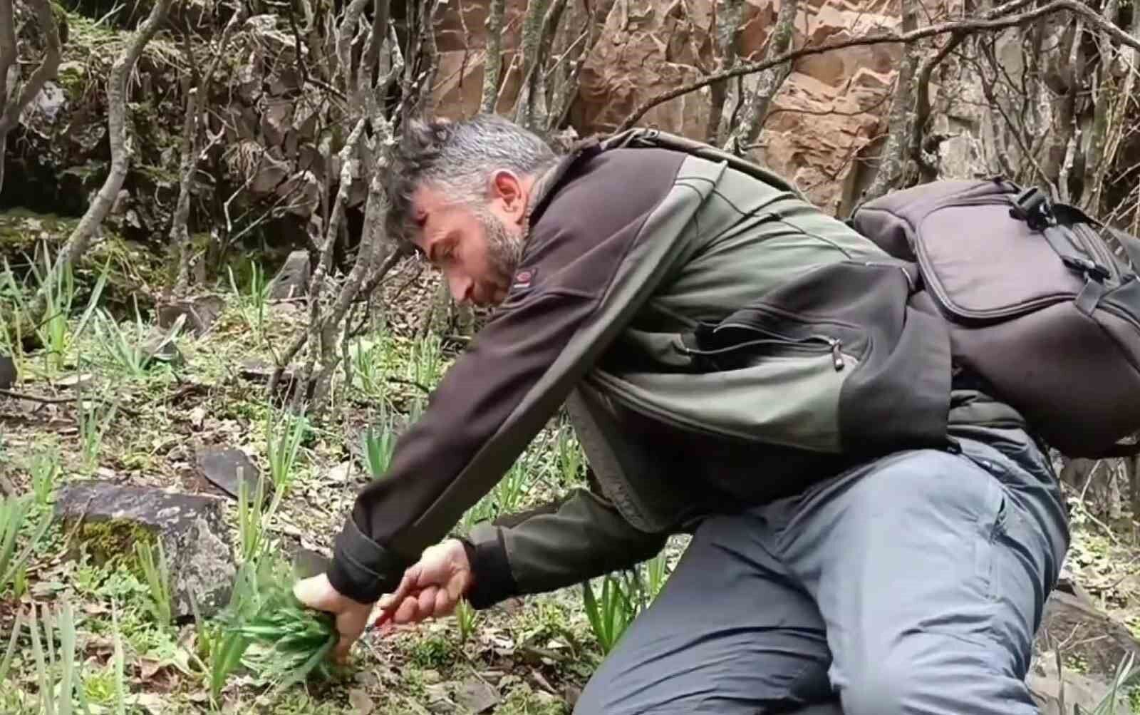 Dağlarda çiriş otu bereketi