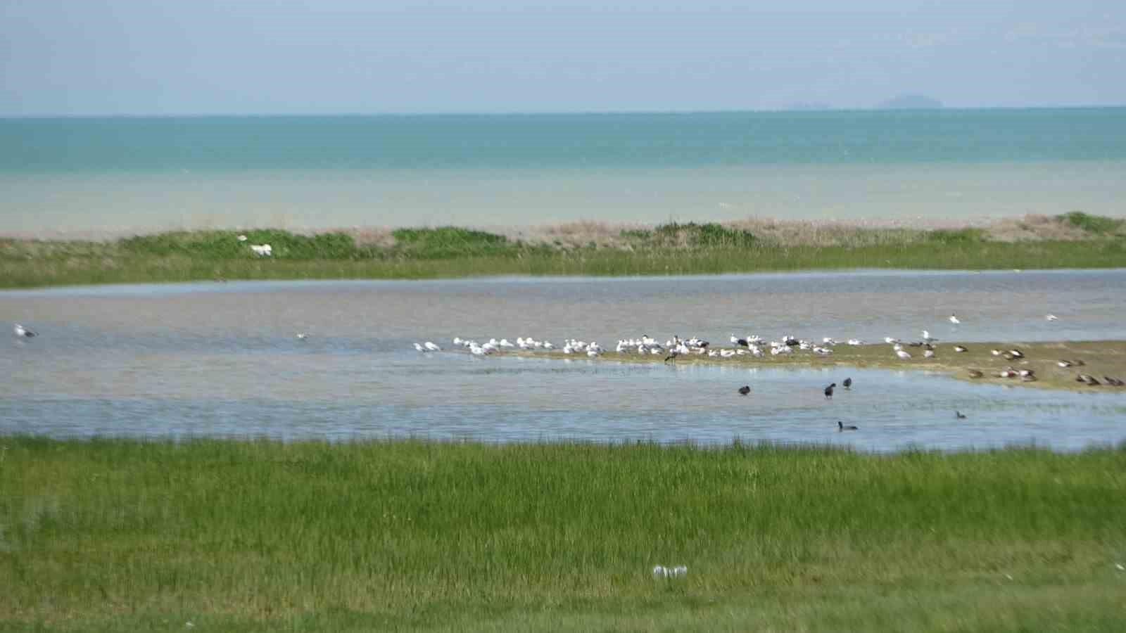 Yağış sonrası Van Gölü’nün su seviyesi yükselmeye başladı