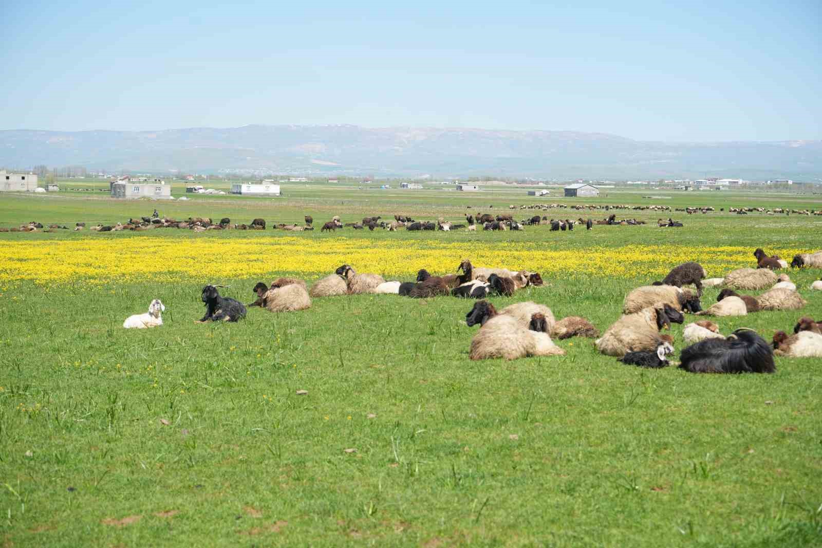 Kuzu satışlarından kent ekonomisine 1 milyar lira gelir bekleniyor