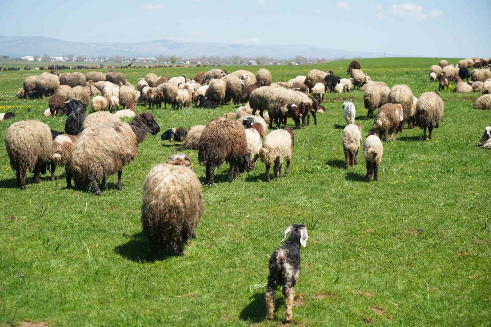 Kuzu satışlarından kent ekonomisine 1 milyar lira gelir bekleniyor