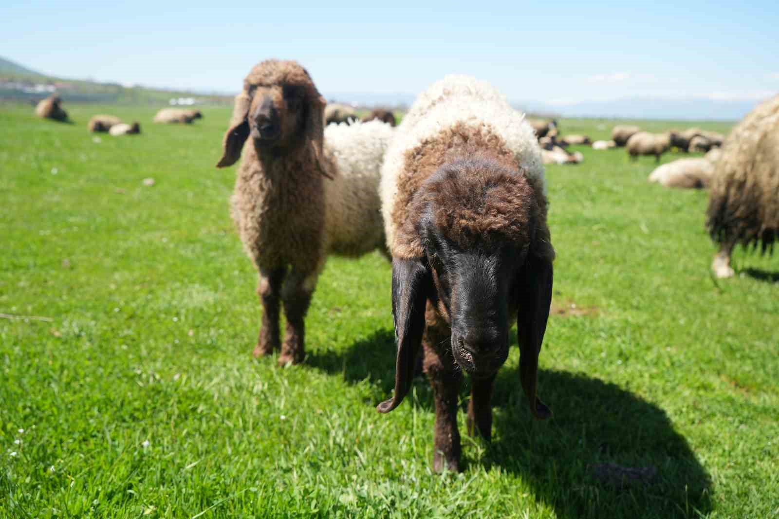 Kuzu satışlarından kent ekonomisine 1 milyar lira gelir bekleniyor