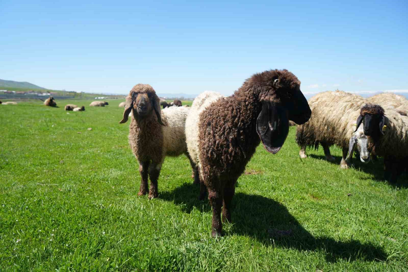 Kuzu satışlarından kent ekonomisine 1 milyar lira gelir bekleniyor