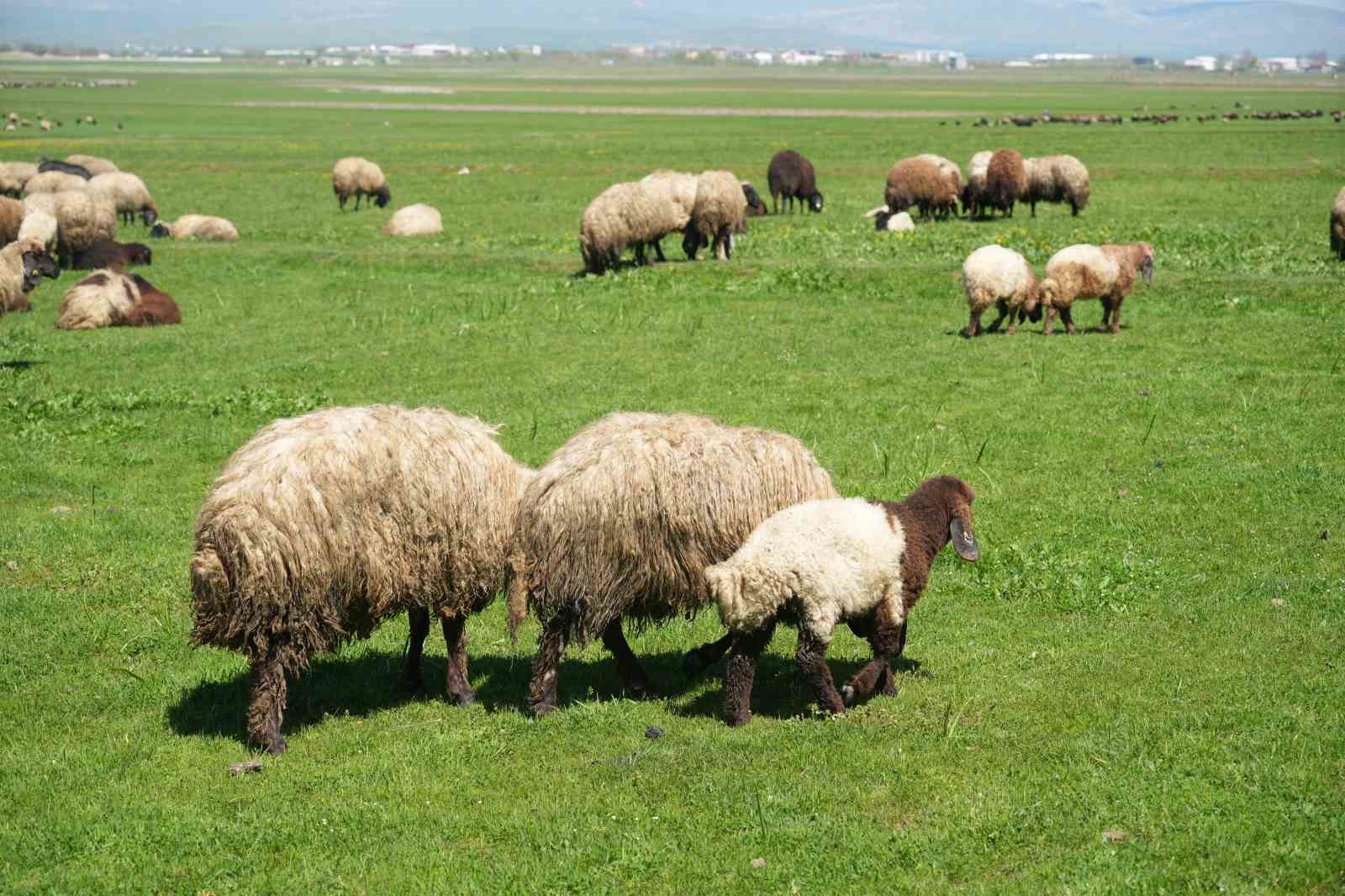 Kuzu satışlarından kent ekonomisine 1 milyar lira gelir bekleniyor