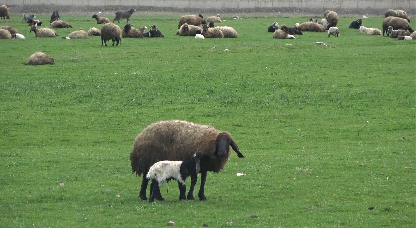 Kuzu satışlarından kent ekonomisine 1 milyar lira gelir bekleniyor