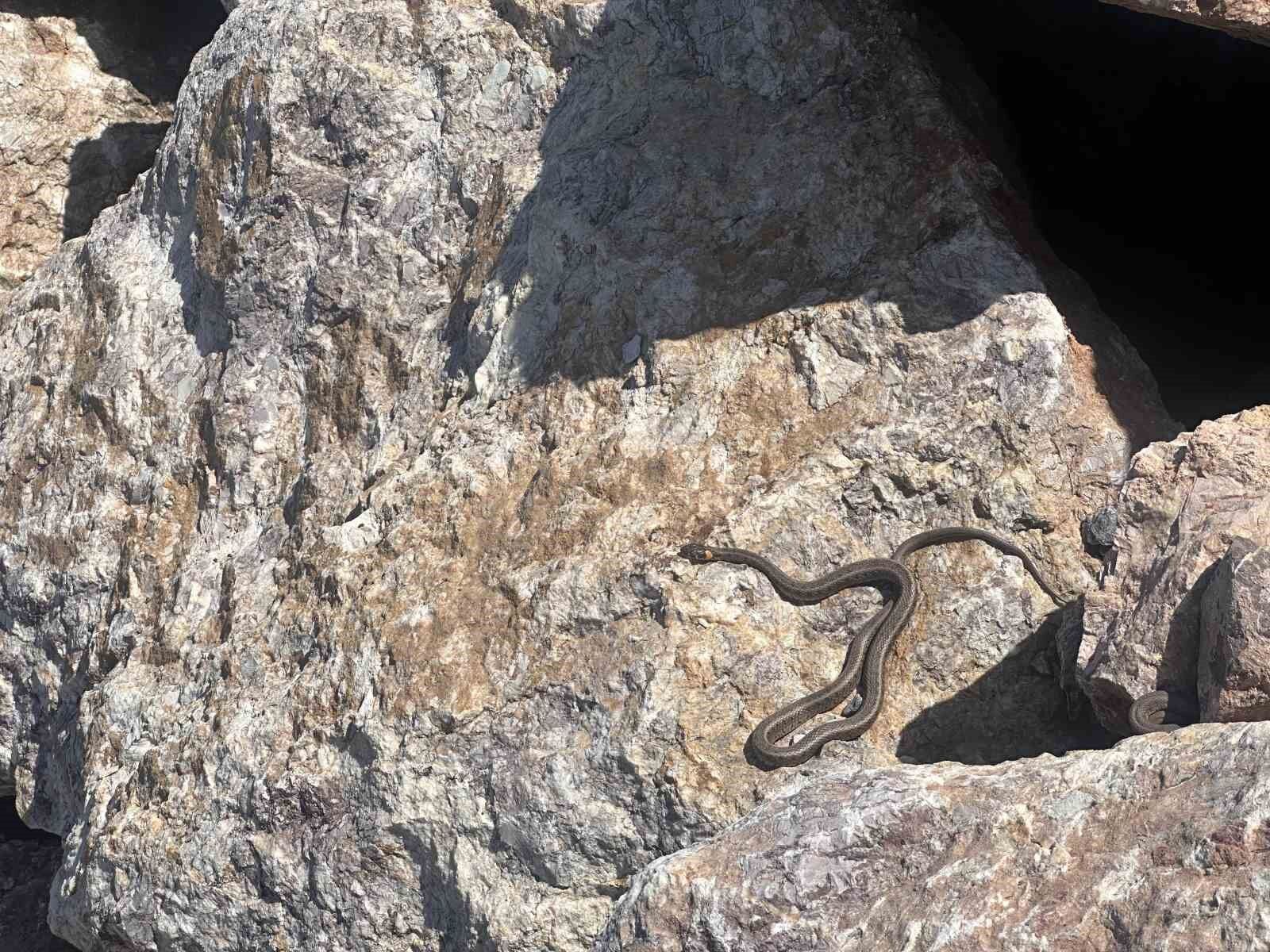 Yüksekova’da sürü halindeki yılanlar, Brezilya’nın ’Yılan Adası’nı andırıyor