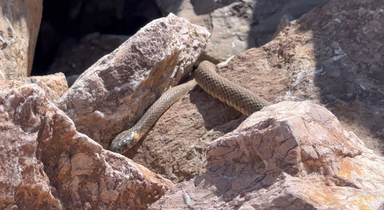 Yüksekova’da sürü halindeki yılanlar, Brezilya’nın ’Yılan Adası’nı andırıyor
