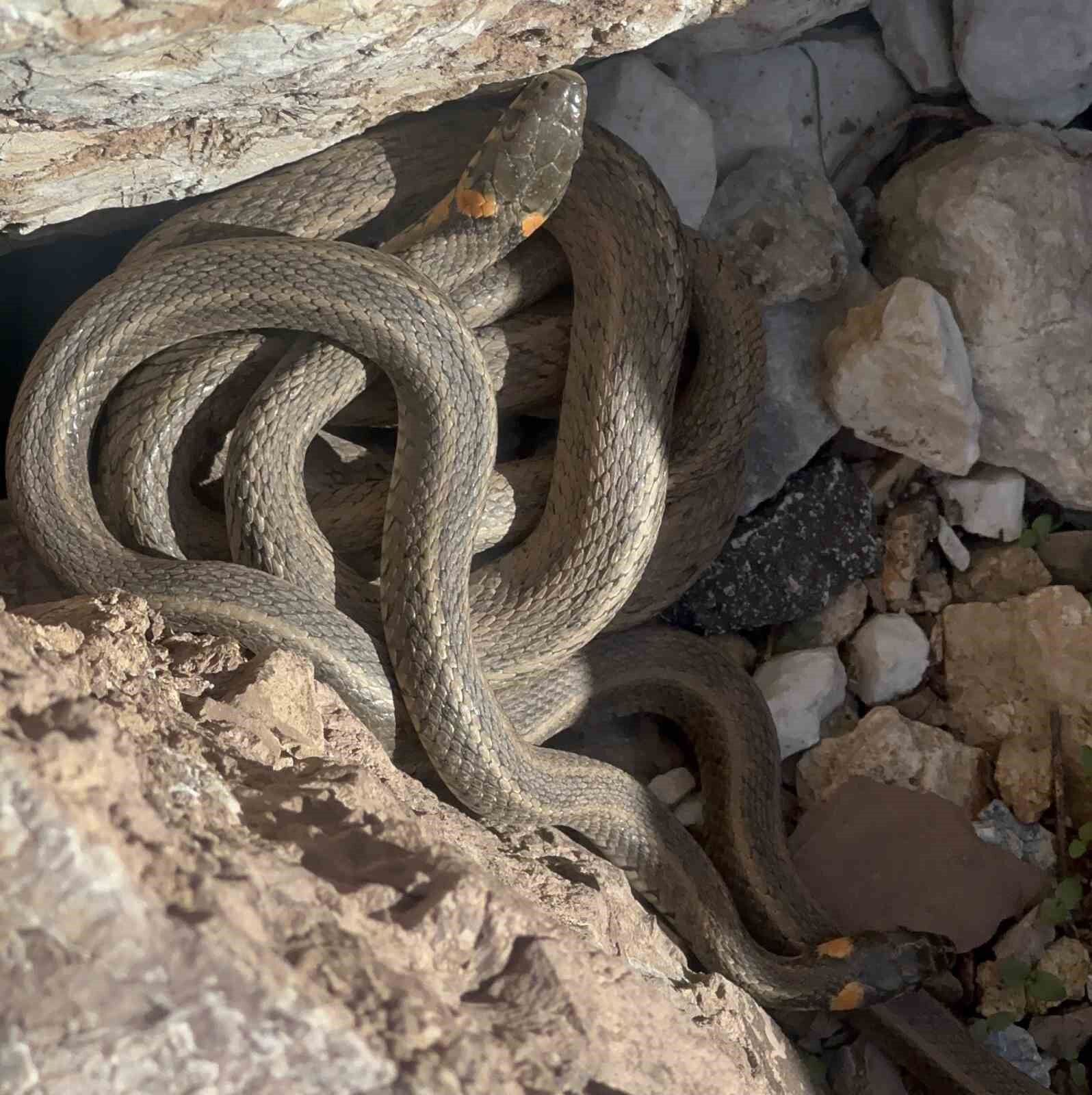 Yüksekova’da sürü halindeki yılanlar, Brezilya’nın ’Yılan Adası’nı andırıyor