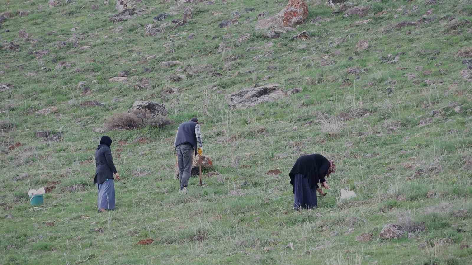 Erciş’te kenger bitkisine yoğun ilgi