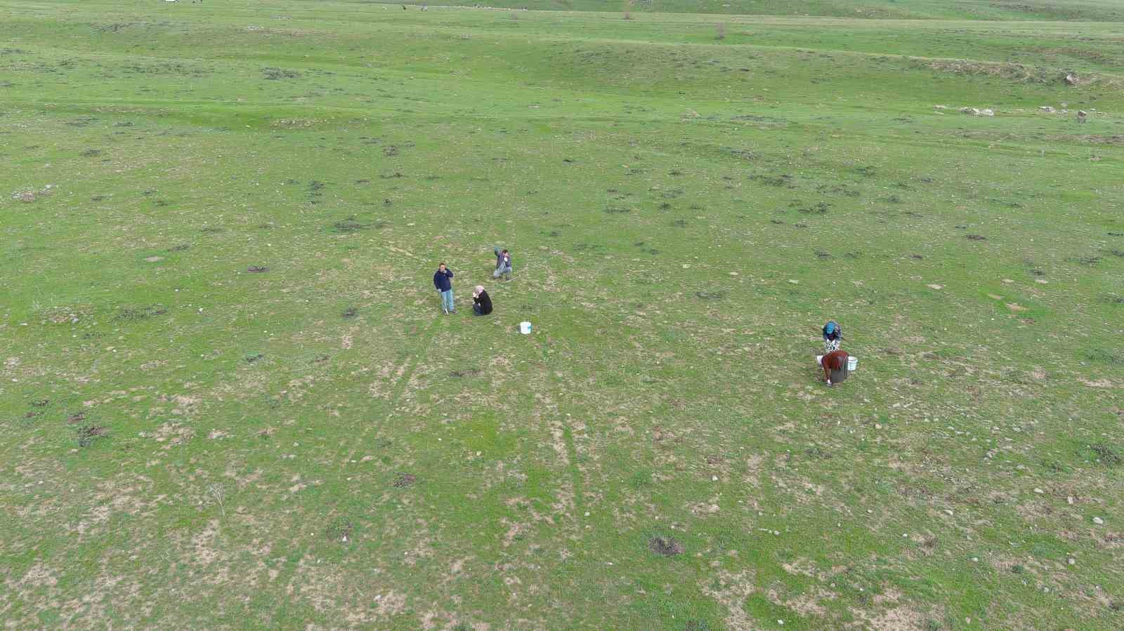 Erciş’te kenger bitkisine yoğun ilgi