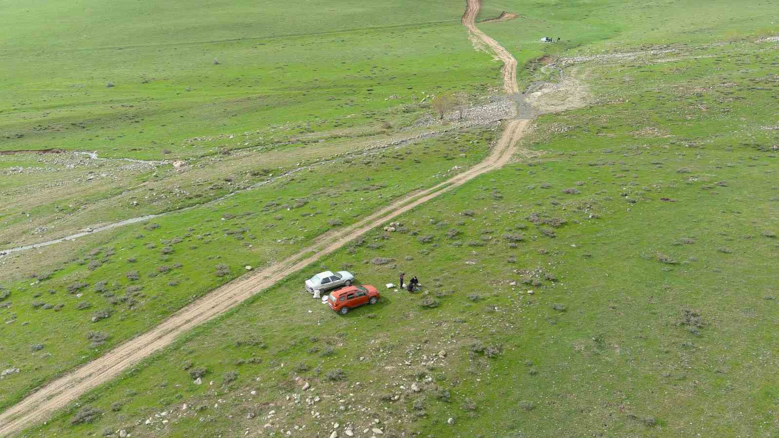 Erciş’te kenger bitkisine yoğun ilgi