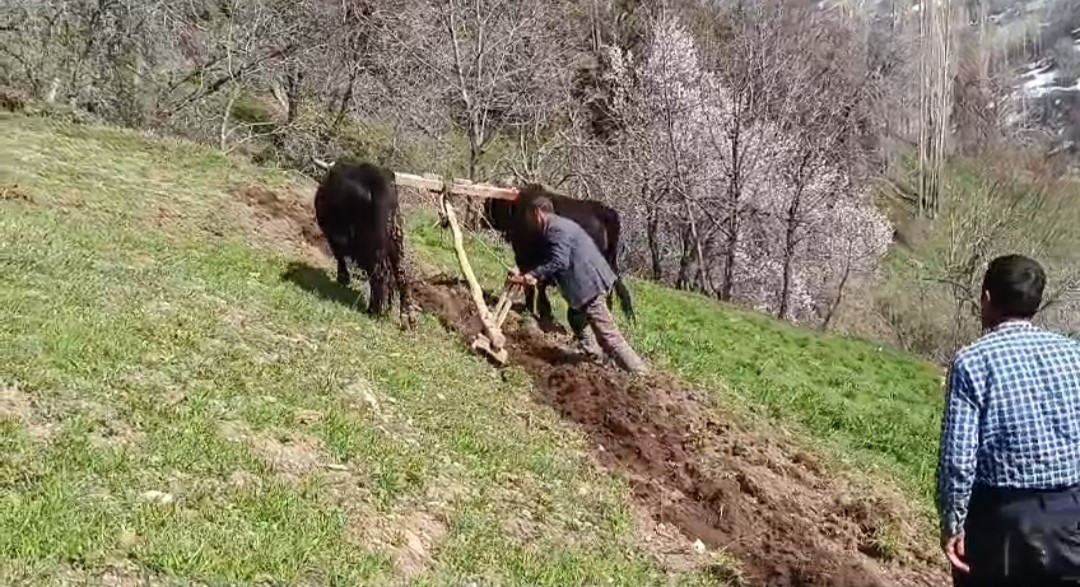 Bu ilçede halen ’Kara saban’ kullanılıyor