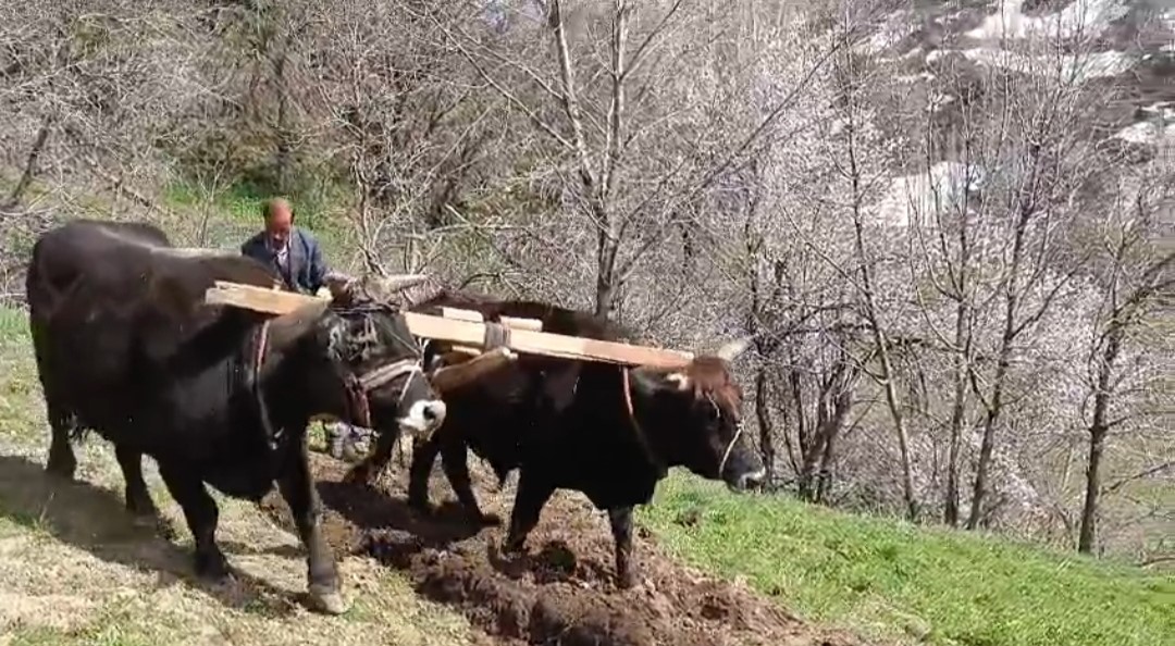 Bu ilçede halen ’Kara saban’ kullanılıyor