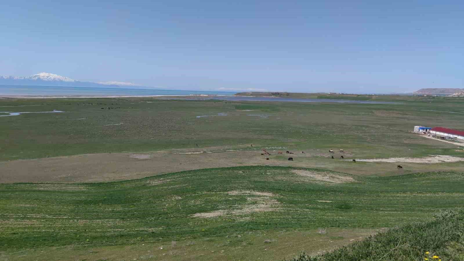 Van Gölü’ne dökülen Karasu Çayı eski günlerine kavuştu