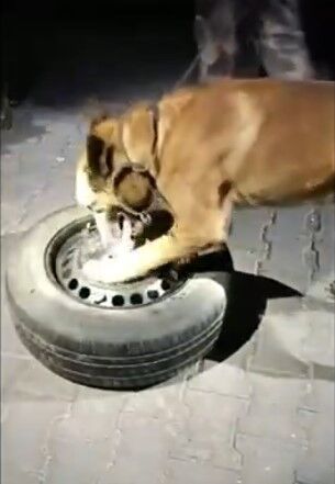 Erciş’te narkotik ekiplerinin çalışmasında esrar ve metamfetamin ele geçirildi