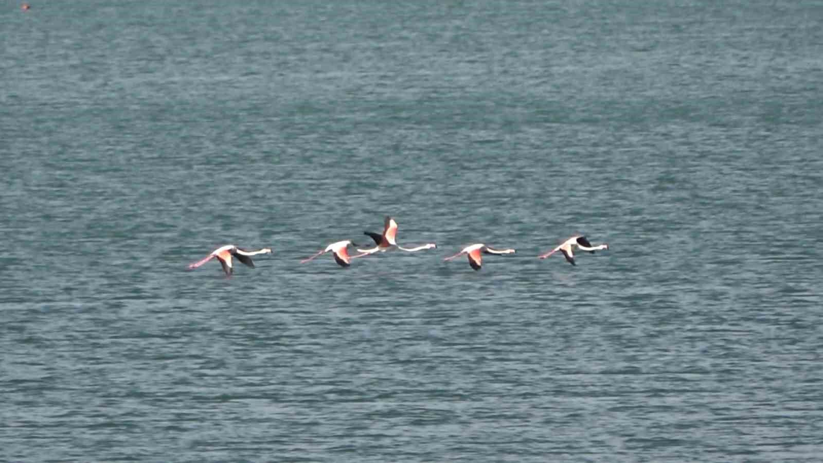 Tatvan’da flamingolar görsel şölen oluşturdu