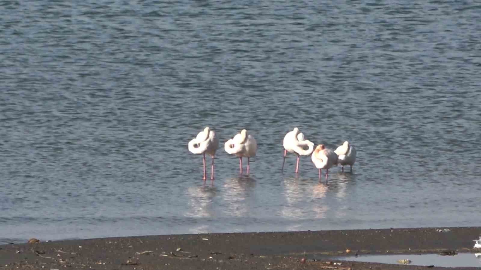 Tatvan’da flamingolar görsel şölen oluşturdu