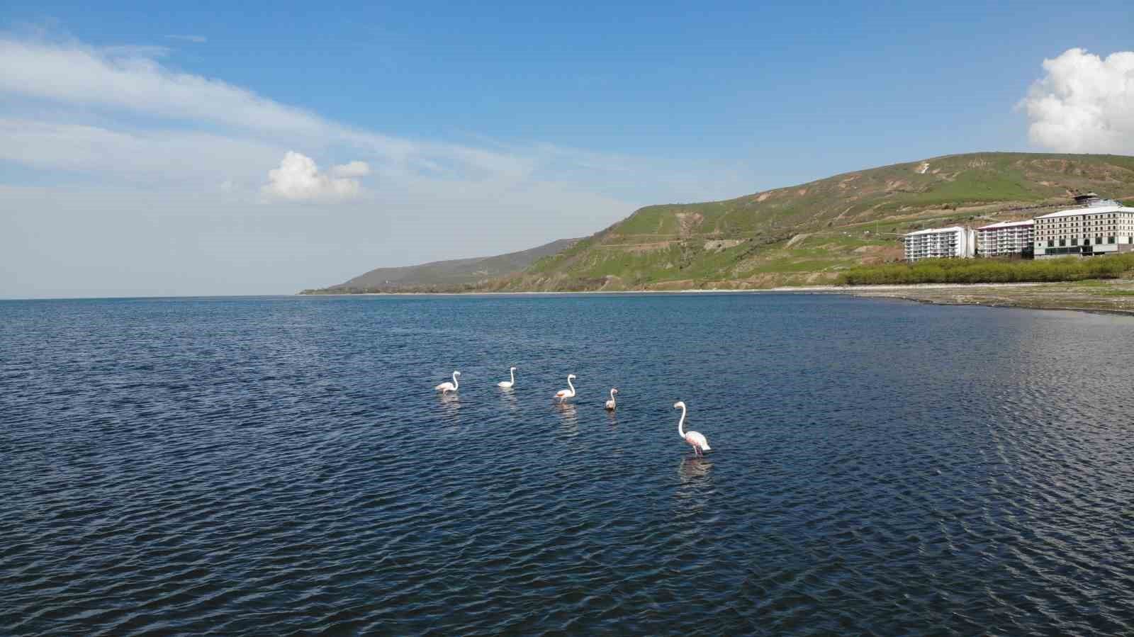 Tatvan’da flamingolar görsel şölen oluşturdu