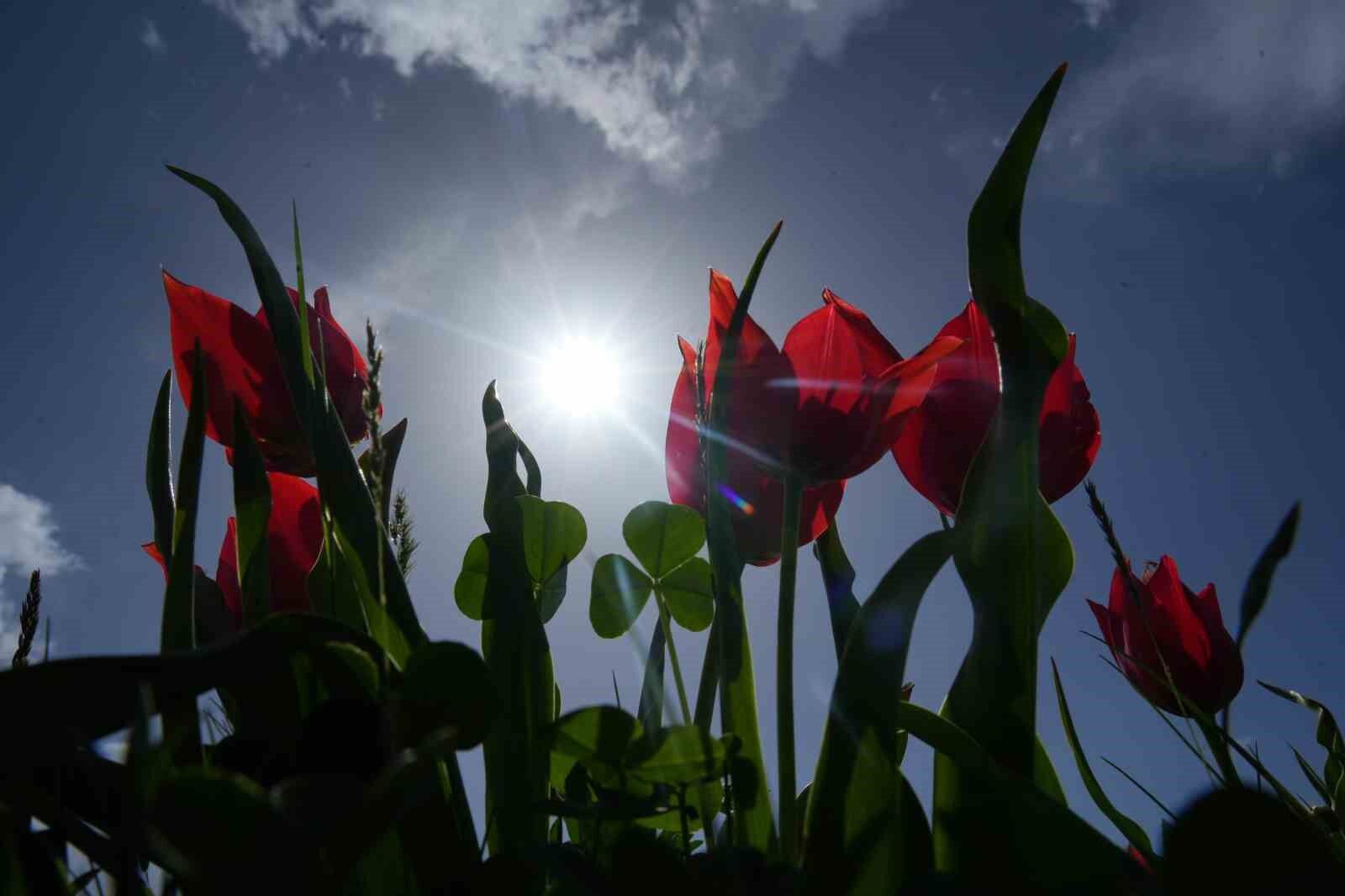 Muş’ta “lale devri” başladı