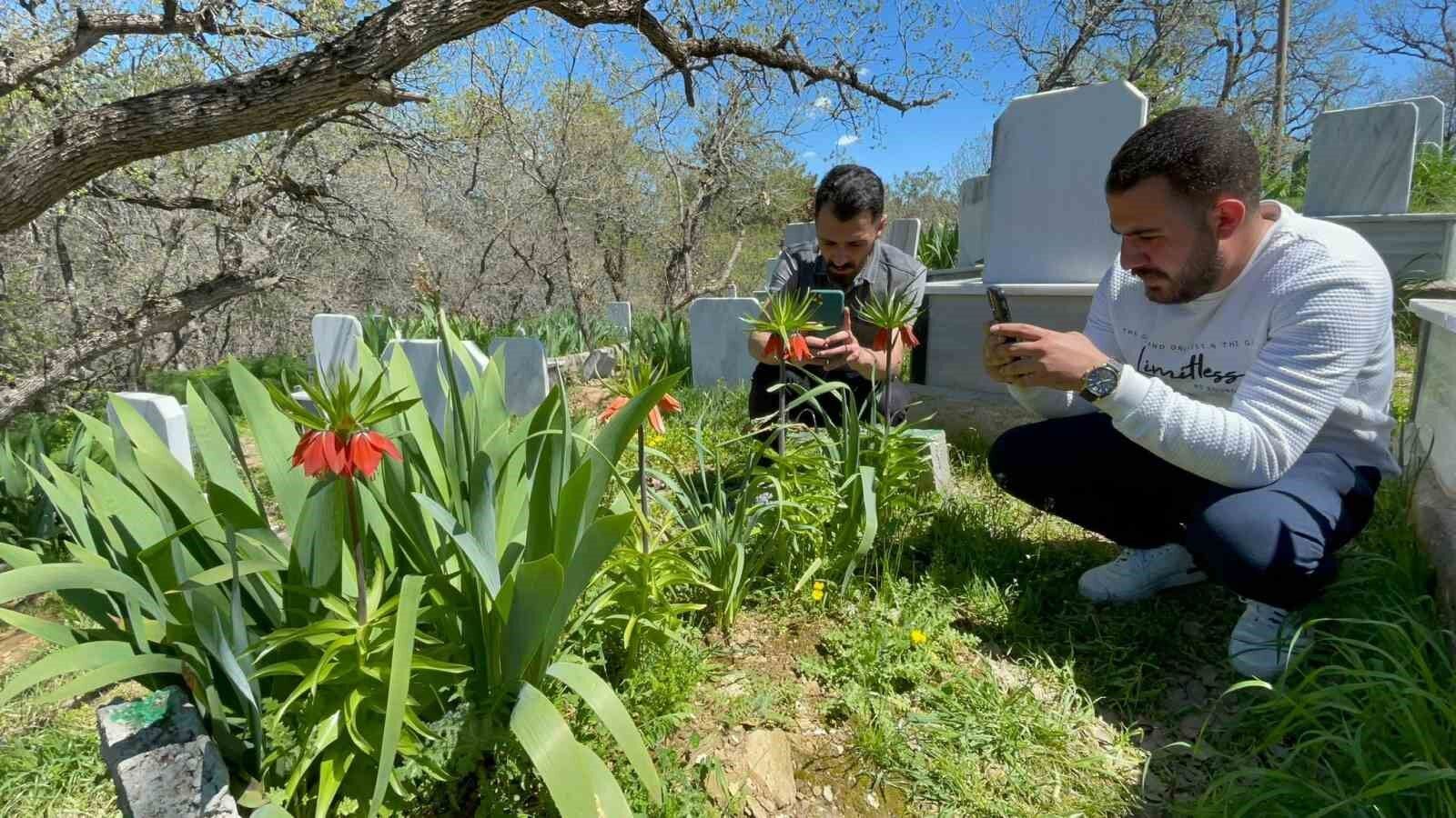 ‘Hüzün Çiçeği’ni koparanlara 244 bin 315 TL ceza